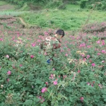 食用玫瑰花🌹🌹🌹