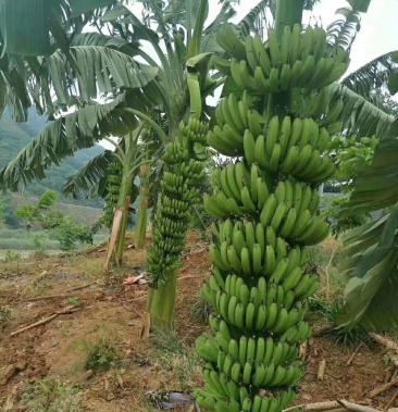 中蕉九号维斯廉b6红香蕉香蕉苗当年种植当年挂果