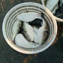 王氏水产