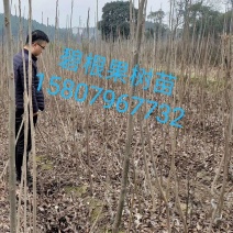 美国薄壳山核桃（碧根果）