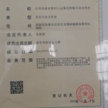 富硒金丝皇菊