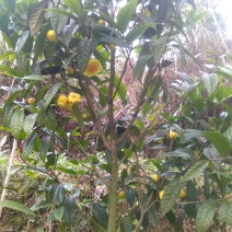防城港金花茶自产自销深造加工烘干花每1斤300元