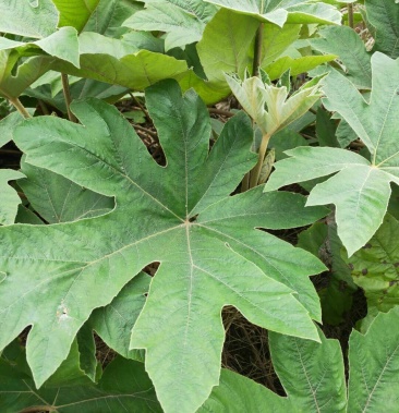 正宗大通草苗,1000颗起发