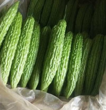 精品苦瓜大量上市中细条绿色代收精品新鲜苦瓜