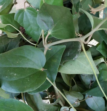 00元/斤 - 一亩田