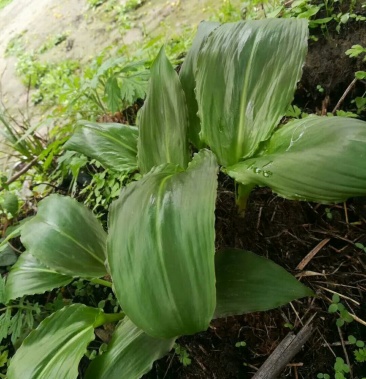 山葱山葱山葱又叫三片六二九等
