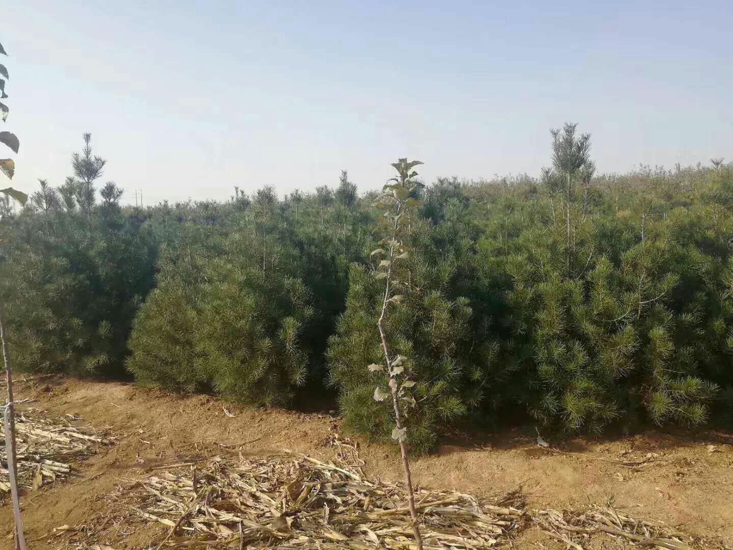 白皮松林地景观