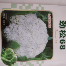 西兰花种子一劲松68松花菜