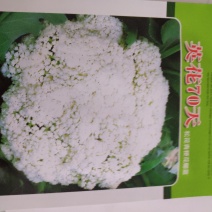 西兰花种子一英花70天松花菜