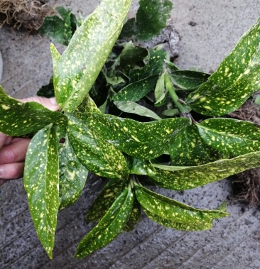 花叶珊瑚 水生植物 观赏草 基地直销