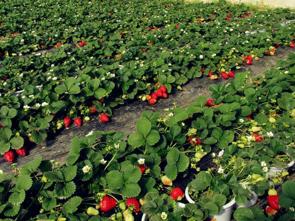 甜宝草莓艺术化插画风格图像