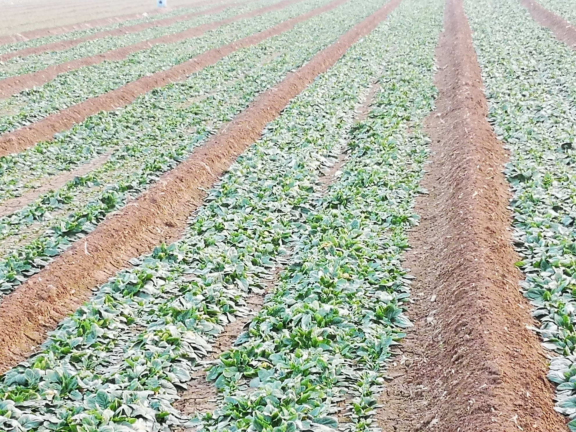 小叶菠菜田间播种作业场景