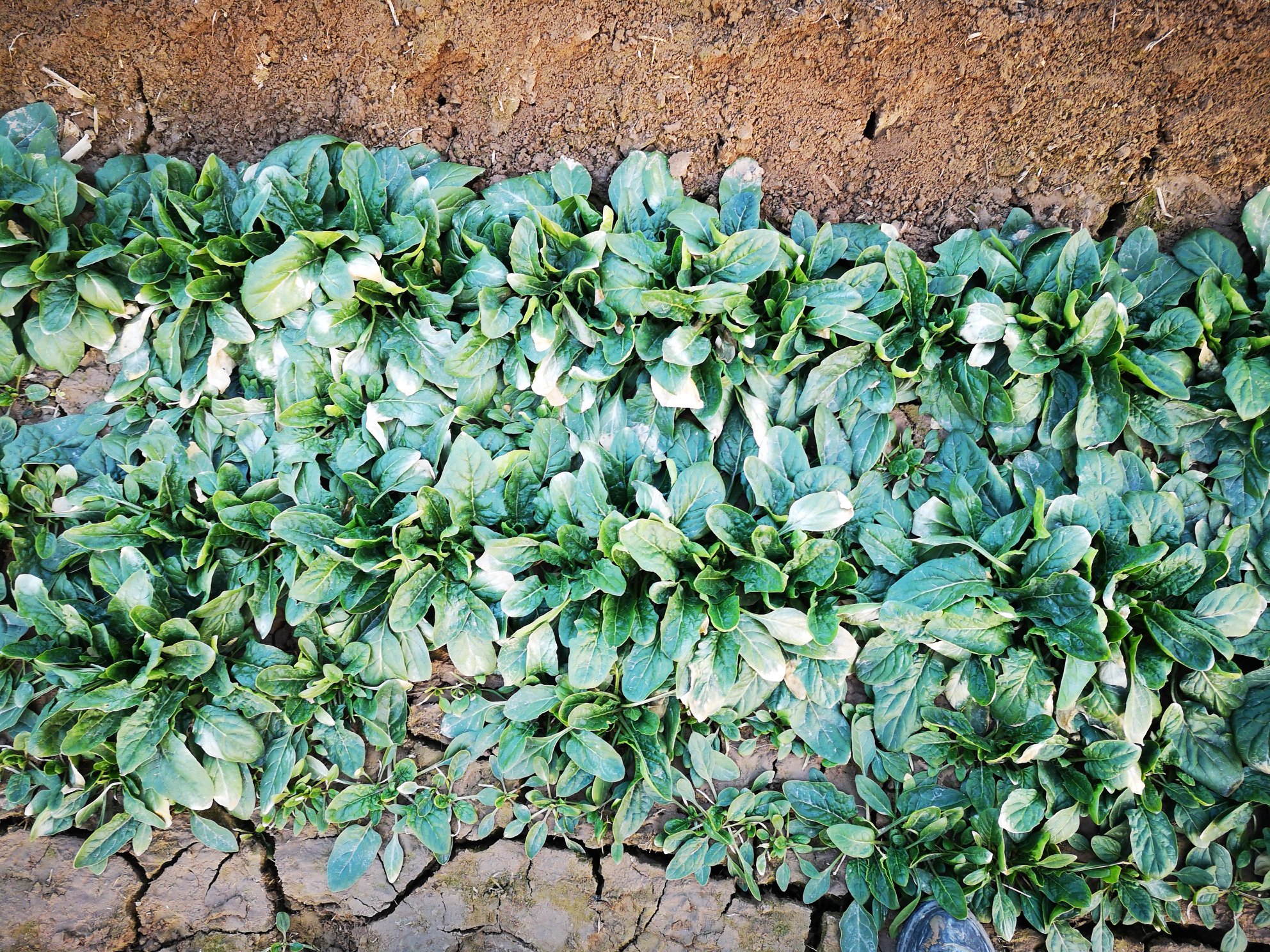 小叶菠菜不同生长阶段对比图