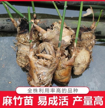 [竹苗批发]麻竹苗 英德麻竹笋之乡优质台湾竹笋苗种殖户专用现挖甜竹
