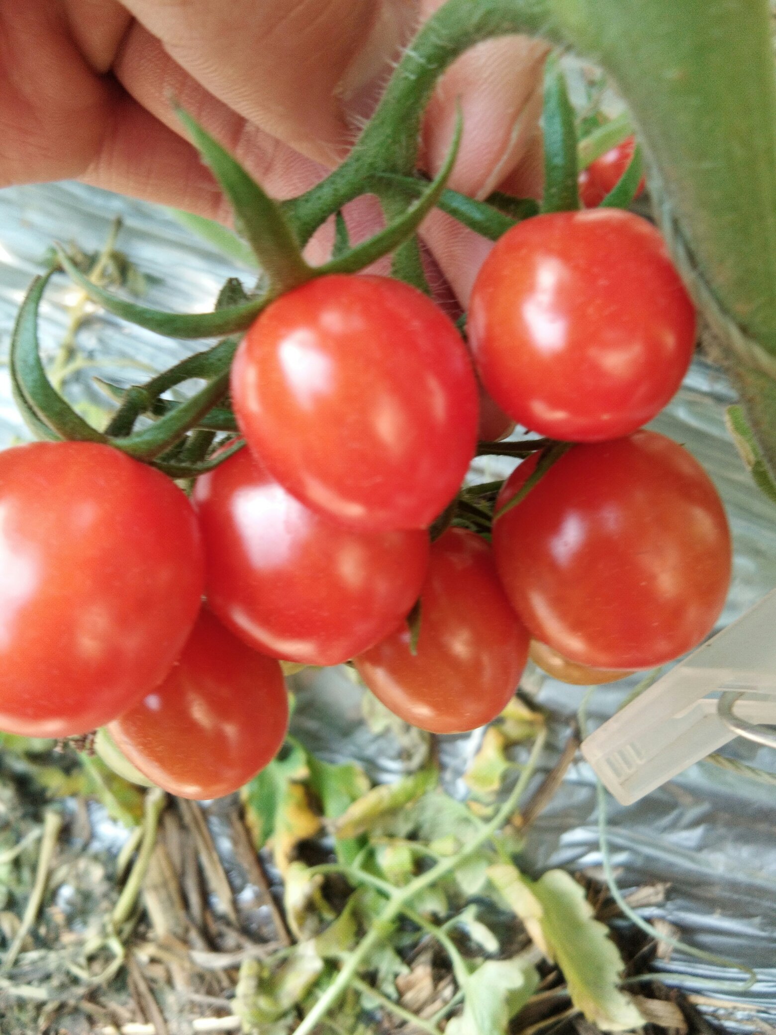 [釜山88圣女果批发]口感特好的玲珑小柿子价格7.00元/斤 - 一亩田