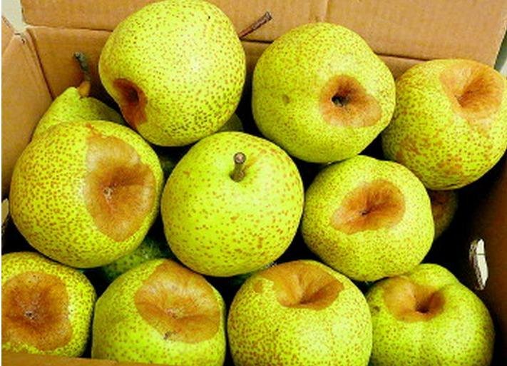 一个透明保鲜盒内整齐摆放着多个用白色纸张包裹的莱阳梨,梨子呈黄褐色,表面有自然锈斑;保鲜盒放置在冰箱冷藏格架上,周围有少量蔬菜,背景为冰箱内壁冷光照明 莱阳梨冷藏保存示意图