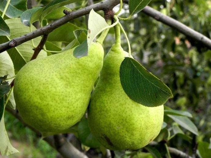 消费者在超市挑选莱阳梨的场景