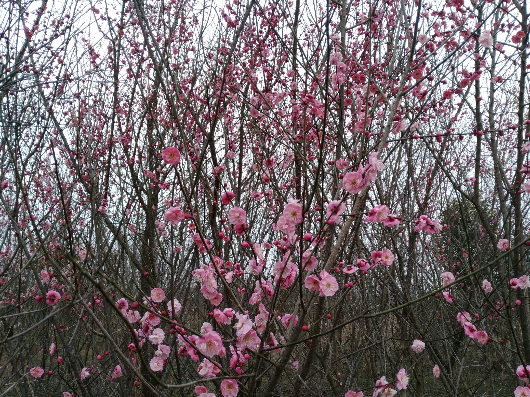 一株盛开的松红梅植株,粉红色小花密集分布于细长枝条上,叶片呈针状,类似松针,背景为冬日阳光下的庭院景观,地面有轻微霜迹,显示其耐寒特性 图片描述