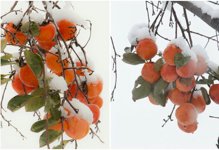 冻柿子特写