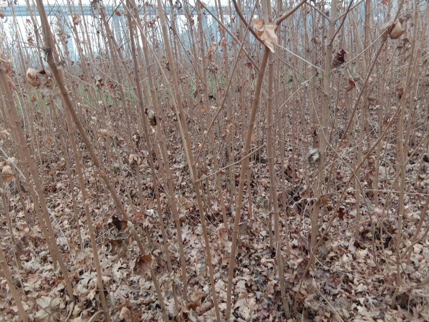 五角枫冬季落叶后的枝干结构