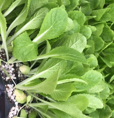 优质白菜苗 娃娃菜苗 大棵 中棵 抗病高产,黄心,白心