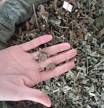 [磨盘草批发]磨盘草价格6.00元/斤 - 一亩田