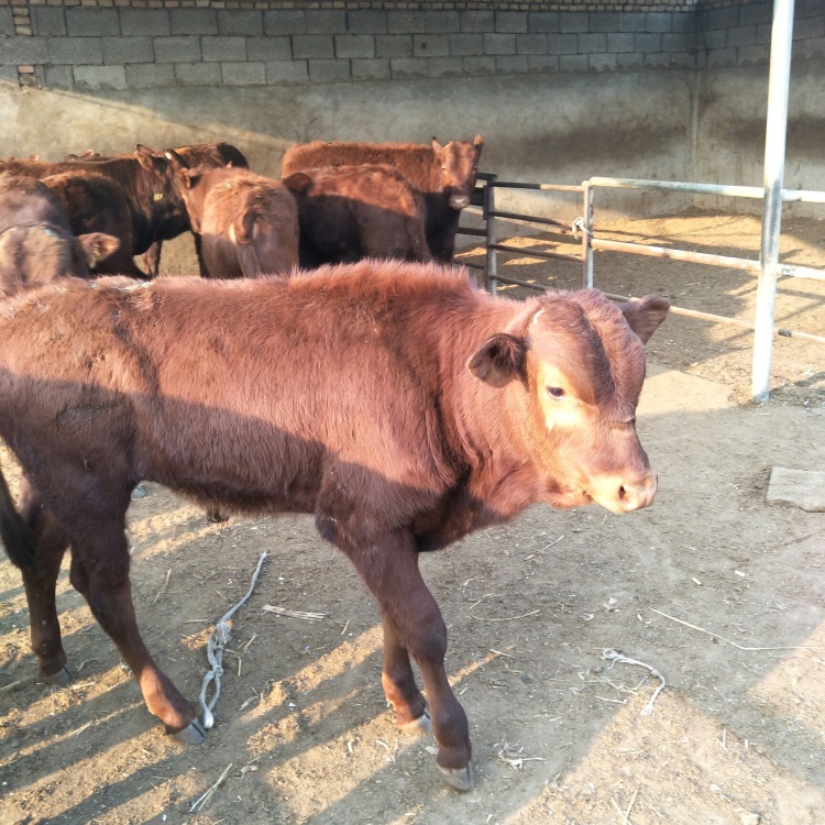 [利木赞牛犊批发]利木赞牛!包运输!包回收!包技术!包成活率!价格4000.