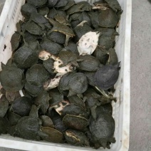 甲鱼苗
