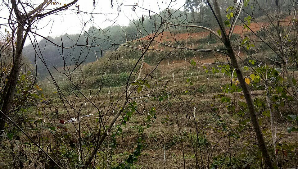 四川凉山半边红李子种植基地航拍图