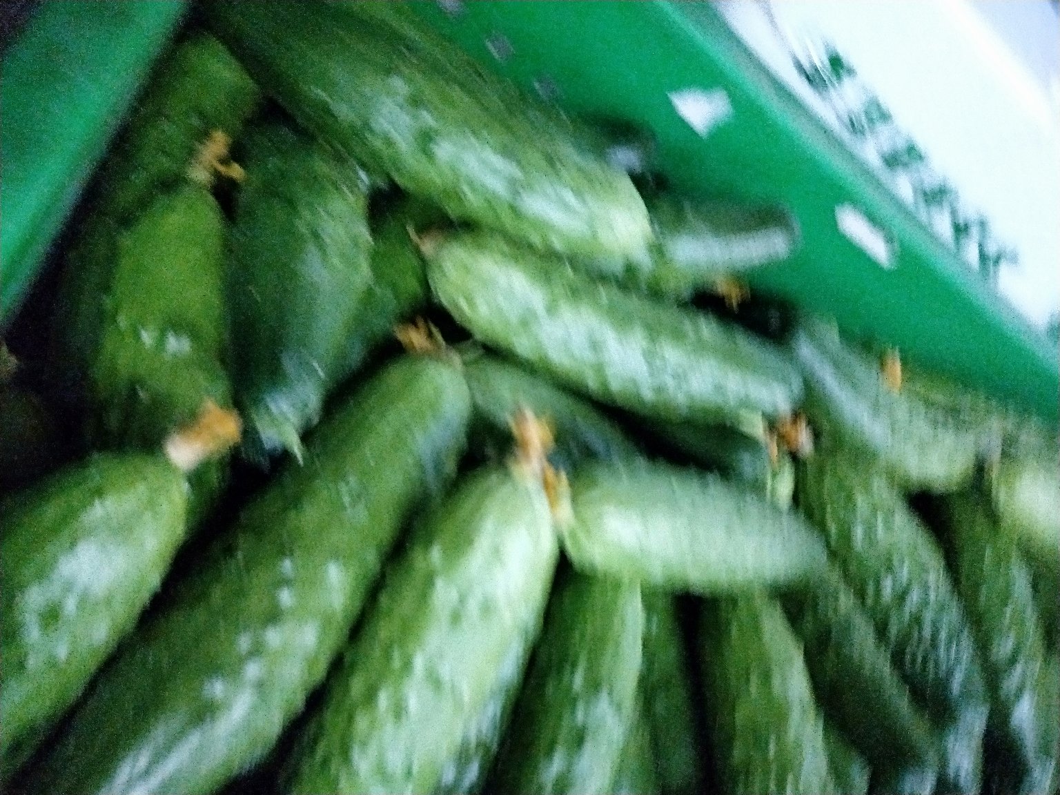 健康黄瓜与病害黄瓜对比图