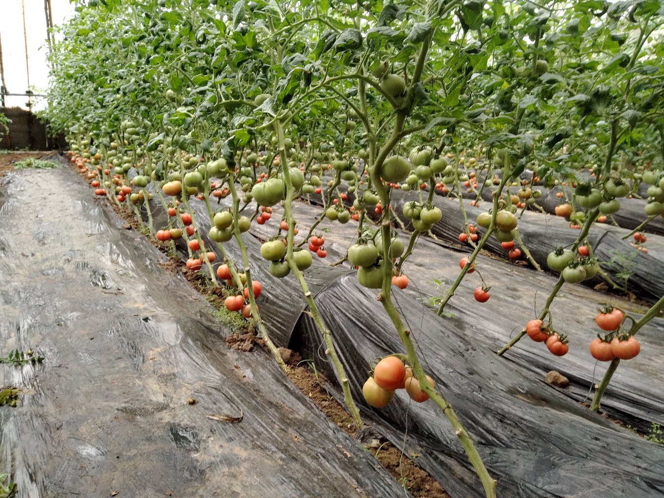 家庭阳台种植普罗旺斯西红柿场景