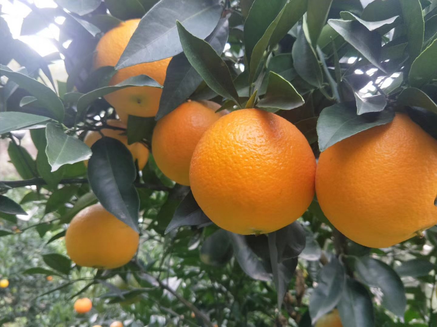 伦晚脐橙果园全景