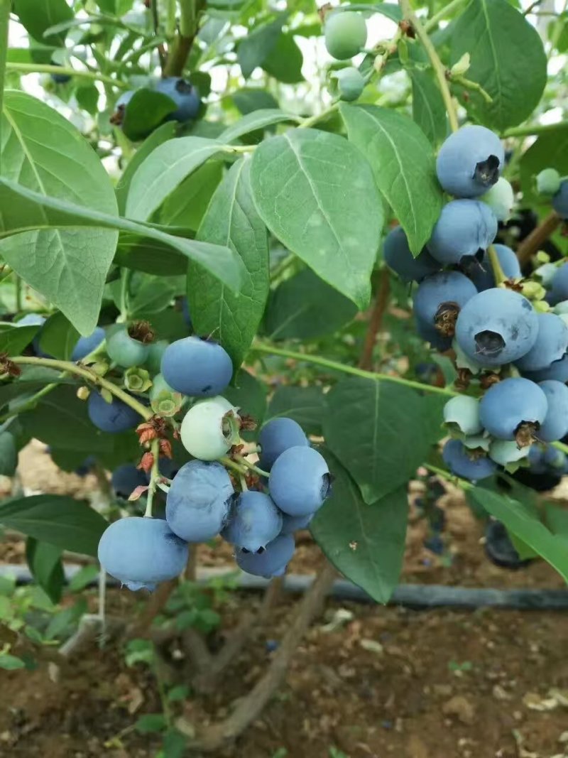 青岛蓝莓,冷棚蓝莓鲜果薄雾,莱克西,奥尼尔,公爵