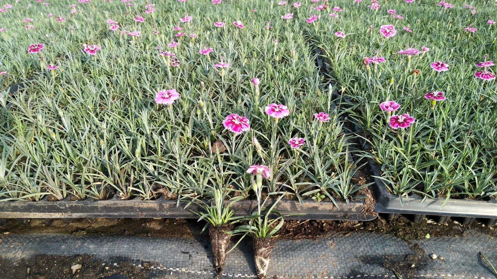 雏菊日常养护场景