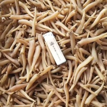 象拔蚌海蚌干象牙蚌干海笋贝干海竹