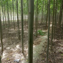 好树苗