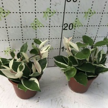 花叶球兰