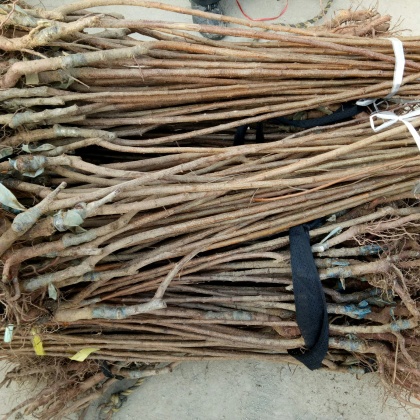 批发杏树苗 珍珠油杏嫁接苗 凯特金太阳荷兰香蜜杏树苗基地,厂家直销