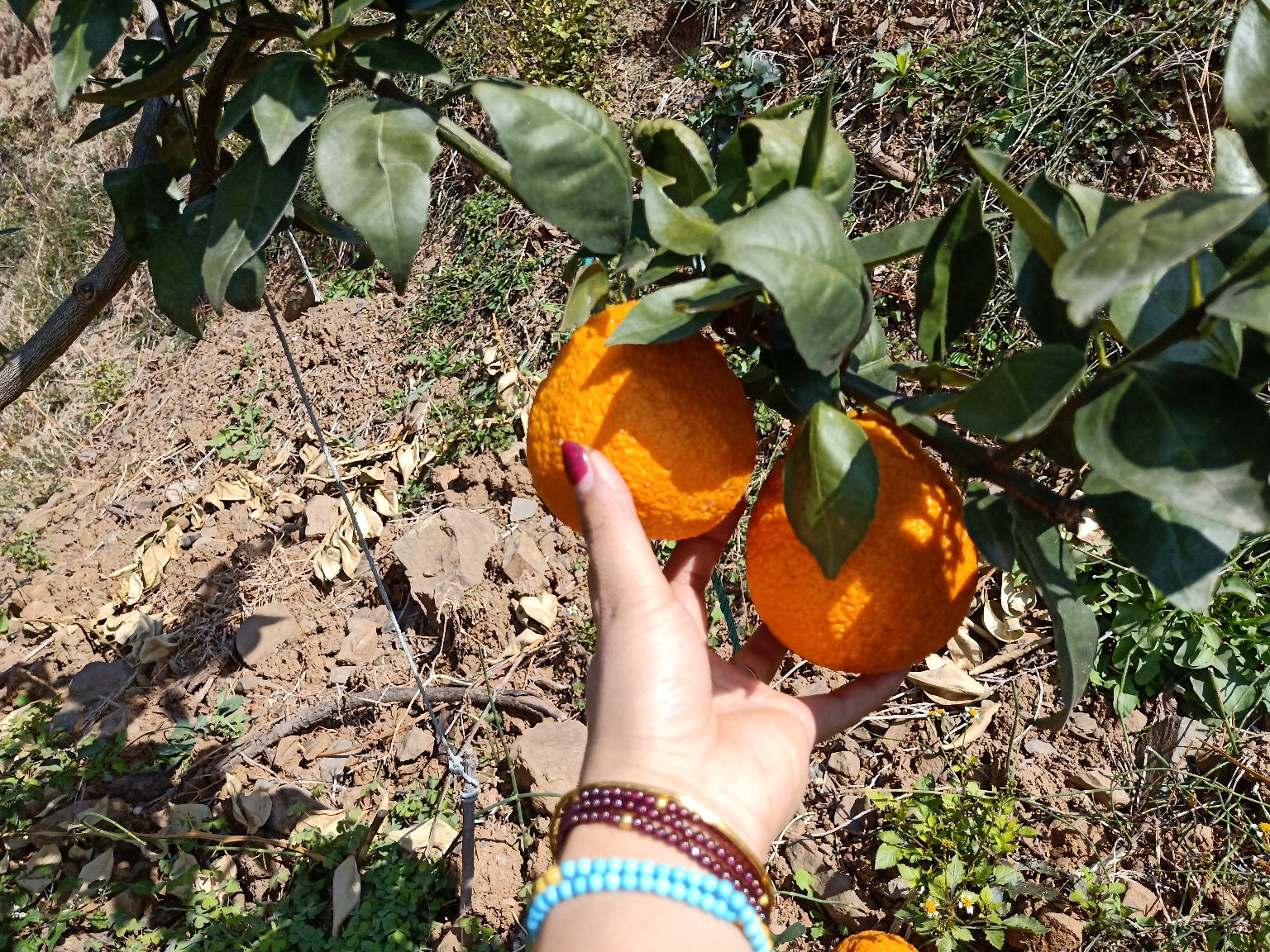 一位女性正在剥开黄果柑，手捧新鲜果肉准备食用