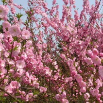榆叶梅，梅花，珍珠梅，绿化苗木基地直销