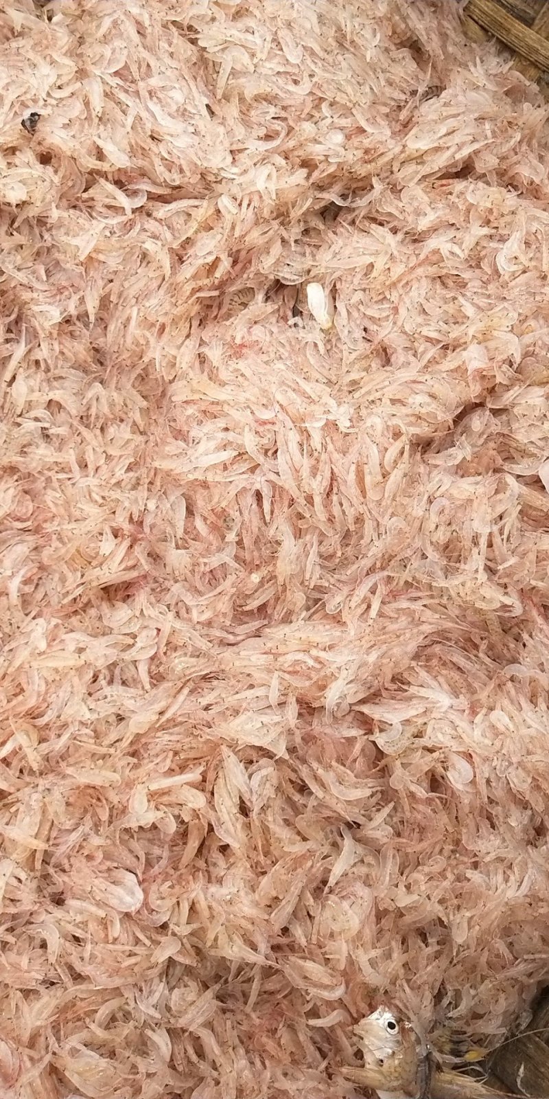 越南虾皮加工厂-虾皮越南站选品