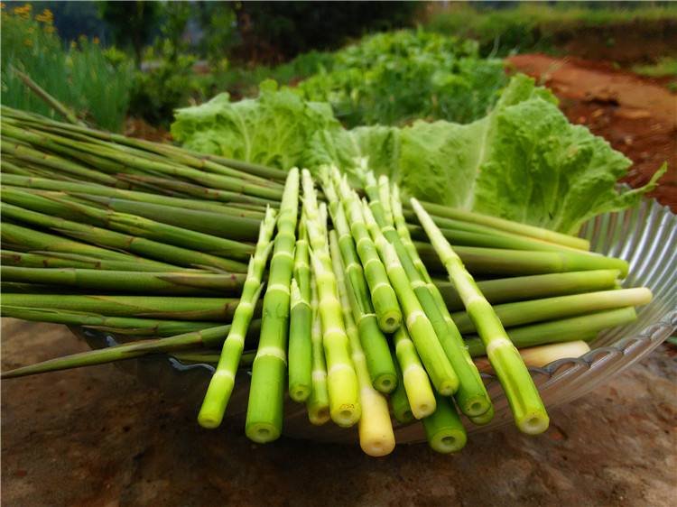 左侧为山竹水果,右侧为山芹蔬菜,中间标注春夏季节标识,体现季节性饮食理念 山竹与山芹季节搭配图