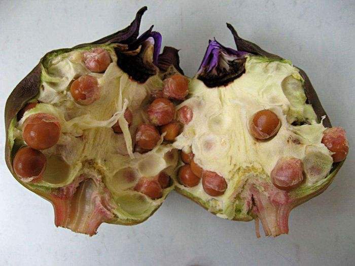 玉米剖面显微示意图