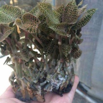 金线莲种子发芽率95%以上货到付款免费提供种植技术