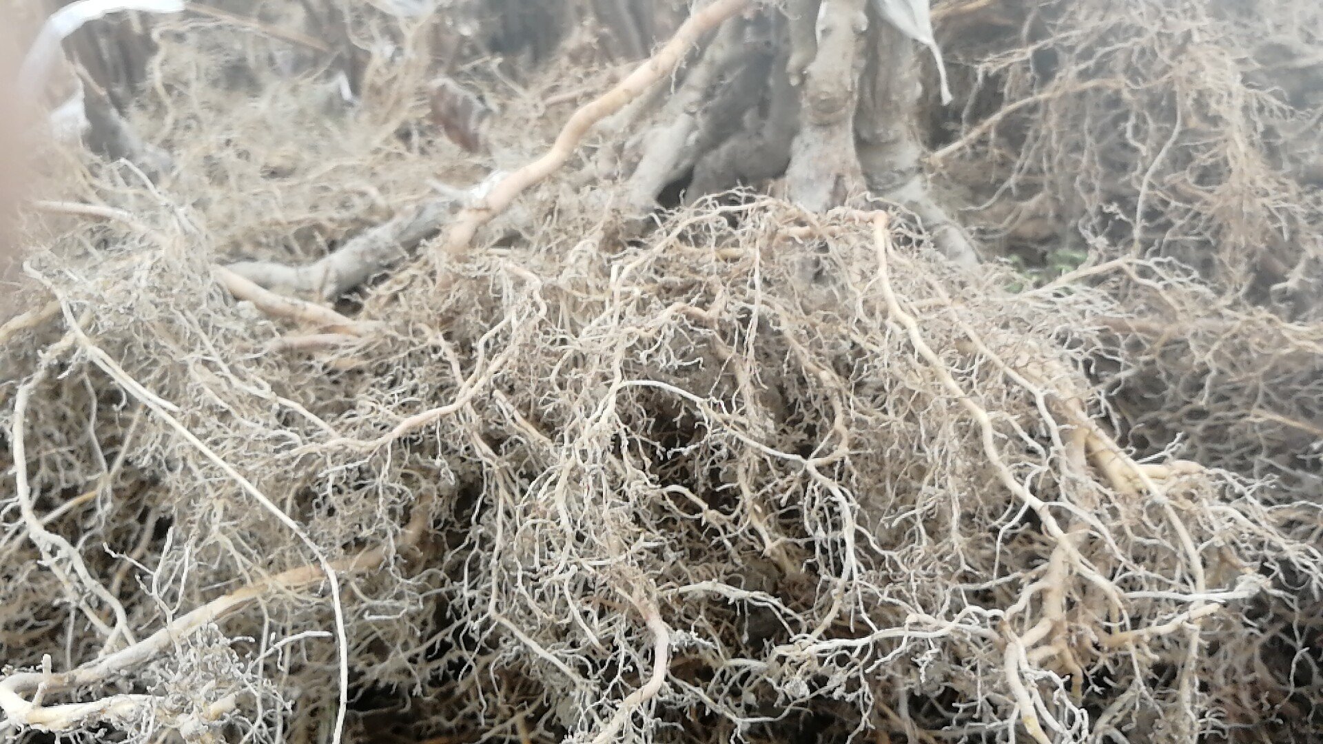 野猕猴桃根部特写