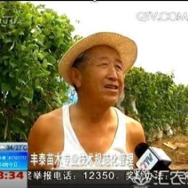 樱桃树苗樱桃苗大樱桃苗车厘子《38年信誉质壮苗纯》