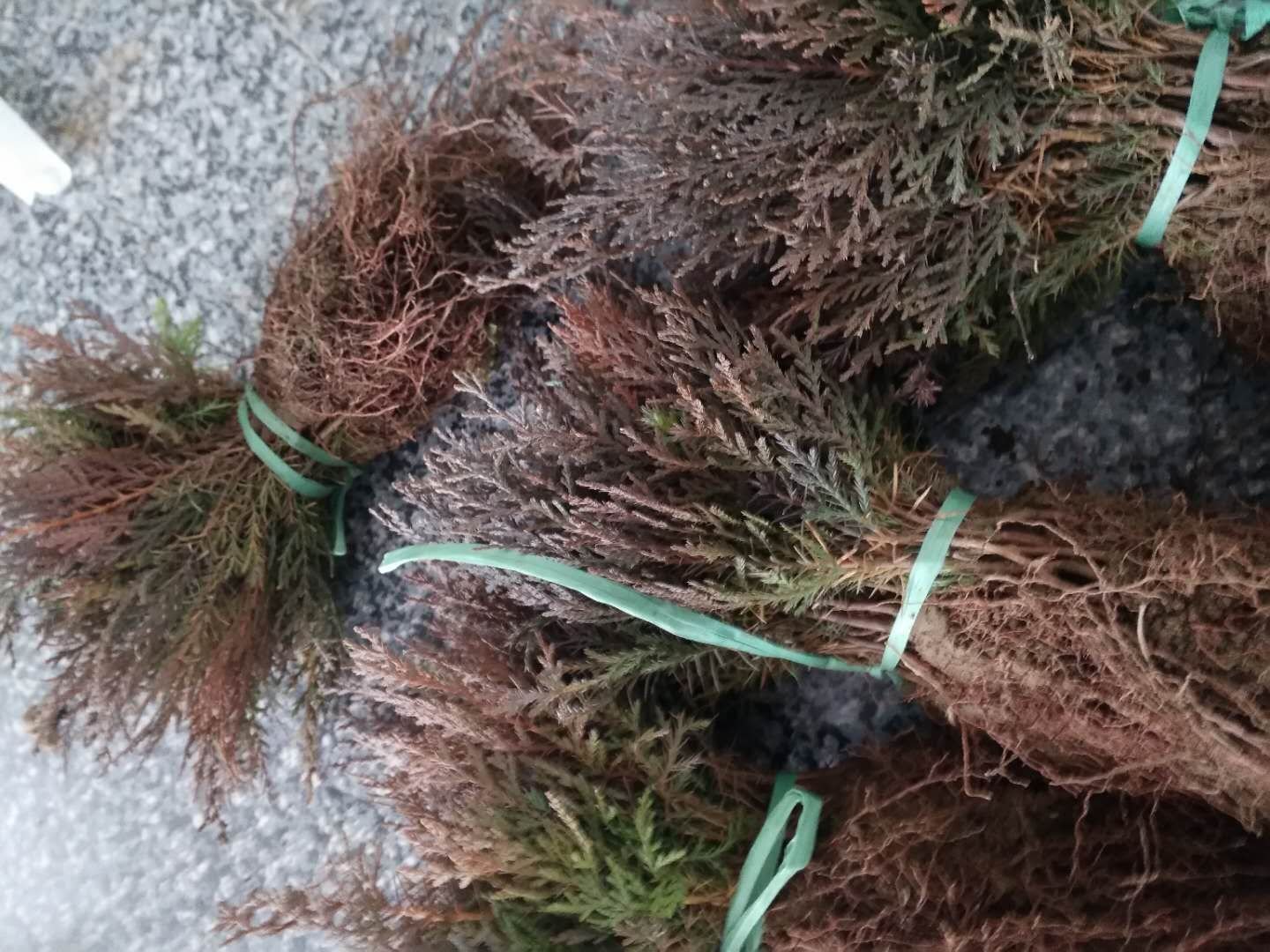 广西小龙柏批发现场图,展示装车发货过程与整齐摆放的小龙柏苗木 广西小龙柏批发现场图