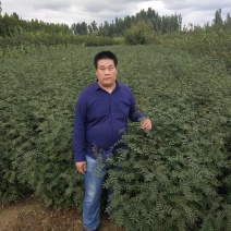 花椒苗大红袍花椒苗九叶青花椒苗品种齐全