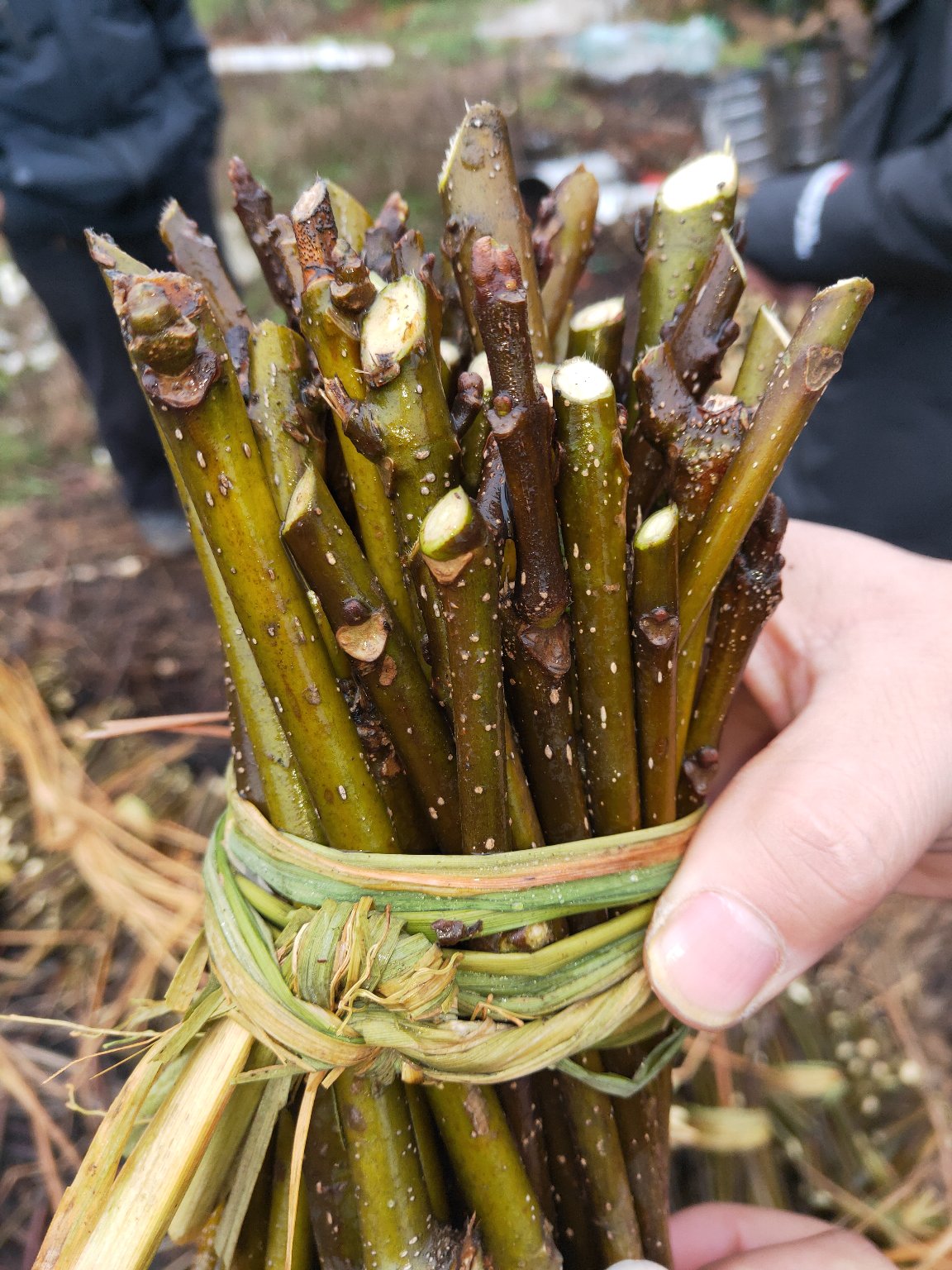 有好货吴茱萸茶辣苗枝条正宗江西中花自产自销
