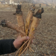 大黄苗，甘肃地道马蹄大黄苗